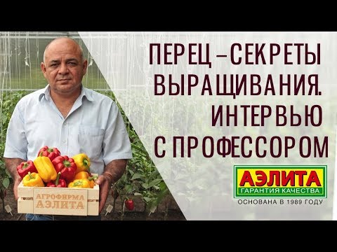 Видео: 🔥 Перец – Секреты Выращивания. Советы Эксперта