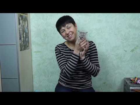 Видео: КОТЁНОК С УЛИЦЫ//ПРОБЛЕМЫ КОТЁНКА НА ИСКУССТВЕННОМ ВСКАРМЛИВАНИИ