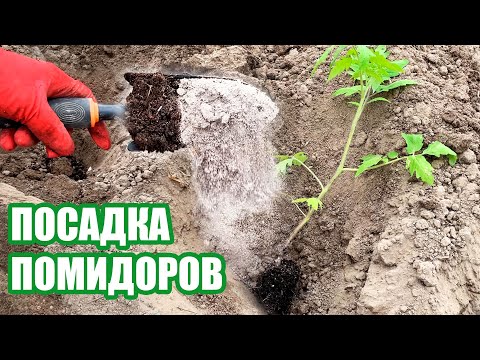 Видео: ВСЕГДА ДОБАВЛЯЮ ЭТО при посадке и от Помидоров ОТБОЯ НЕТ