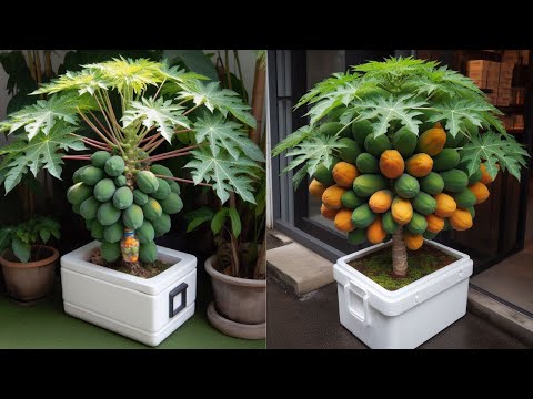 Видео: Как вырастить суперкарликовые деревья папайи в горшках