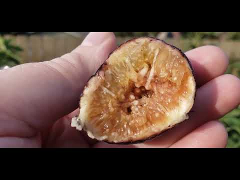 Видео: Инжиры осенью.  Nordland. White Adriatic. Нордленд.  Белый адриатический.