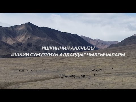 Видео: Ишкиннин аалчызы. Чылгы мал челдээшкини