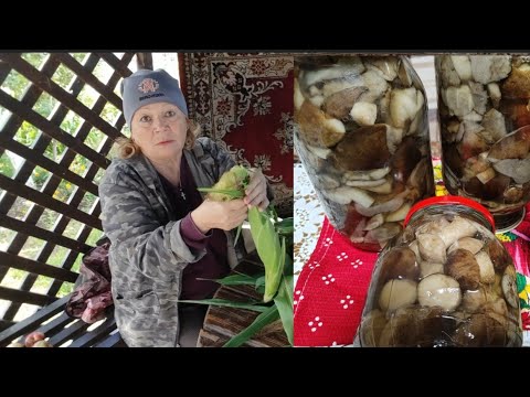 Видео: Хроника дня // маринованные подберёзовики 🍄🍄🍄// жизнь в деревне 🏡 //