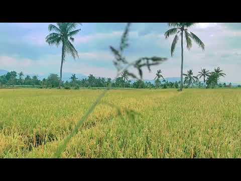 Видео: Құран Кәрімнің Сад сүресі Таңертең түсте түнде тыңдаймын