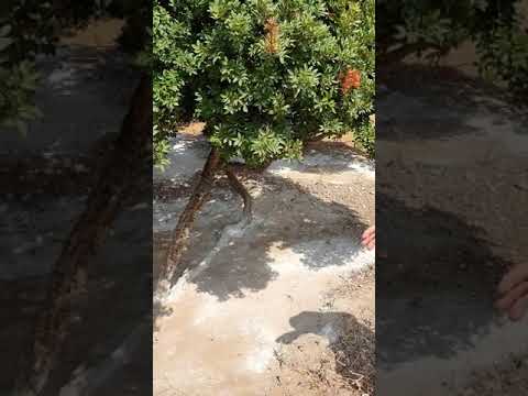 Видео: Муж рассказывает- как делают ; Мастику; На острове Хиос.