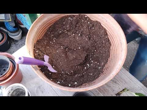 Видео: Забытые черенки гортензии Блаумайз. 31.10.2025.