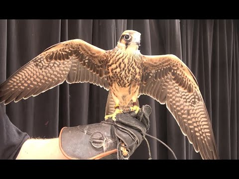Видео: Соколиная охота: дрессировка нового сокола. Часть 1. #соколинаяохота