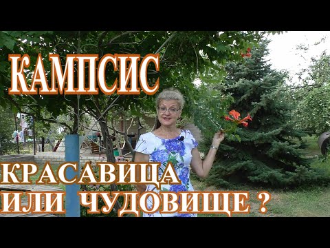 Видео: Кампсис - Чудовище или Красавица ???