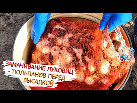 Видео: Чем обработать луковицы тюльпанов перед посадкой