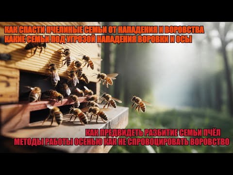 Видео: Как СПАСТИ СЛАБУЮ ПЧЕЛИНУЮ СЕМЬЮ ОТ ВОРОВСТВА  как ПРЕДВИДЕТЬ ВОРОВСТВО КАКИЕ СЕМЬИ ПОД УГРОЗОЙ ✅🐝🐝