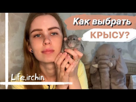 Видео: КАК ВЫБРАТЬ КРЫСУ | КОГО ВЗЯТЬ: МАЛЬЧИКОВ ИЛИ ДЕВОЧЕК 🐀🐁 ИНСТРУКЦИЯ ПО ВЫБОРУ КРЫСЫ