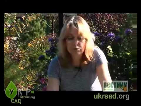 Видео: Природные водоемы в частном саду. Часть №2