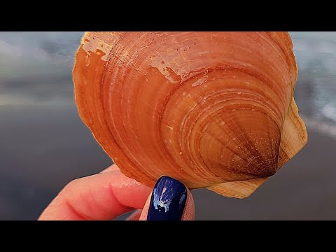 Видео: Эпическая находка во время шторма "Nor' Easter Storm"! #пляж #ракушки #находкинапляже #прочесыван...