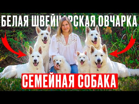 Видео: Белая Швейцарская овчарка: семейная собака, все о породе