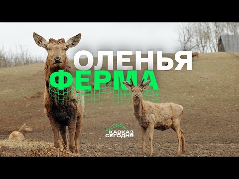 Видео: Оленья ферма