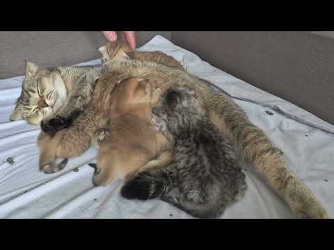 Видео: Характеры котиков 😊 борьба за молоко 😊