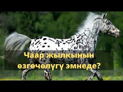 Видео: Чаар жылкынын өзгөчөлүгү эмнеде? / АРГЫМАК