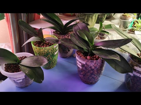 Видео: 29.03.22.Как полить ОРХИДЕЮ после пересадки в керамзит... пересадка.