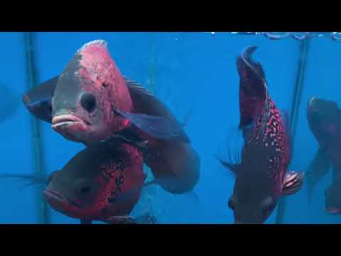 Видео: Москва … рынок Садовод … рыбки 🐟 