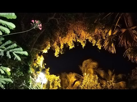 Видео: Тайланд, Паттая