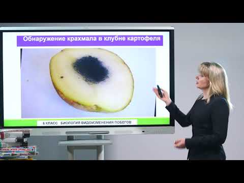 Видео: 6 класс. Биология. Видоизменения побегов
