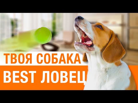 Видео: Игра в мяч или как научить собаку ловить на лету