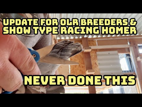 Видео: Техническое обслуживание голубятни для гоночных голубятень / Обзор с моим последним обновлением о...