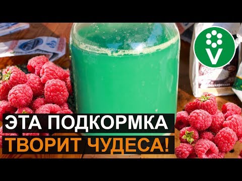 Видео: Лучшая подкормка для МАЛИНЫ! Уникальный рецепт ЗЕЛЕНОГО РАСТВОРА