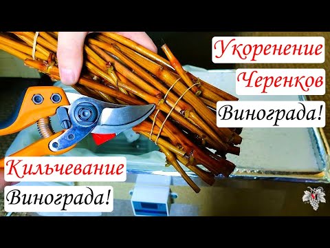 Видео: Путь к Урожаю! Начало Начал / Кильчеватор / Укоренение черенков винограда