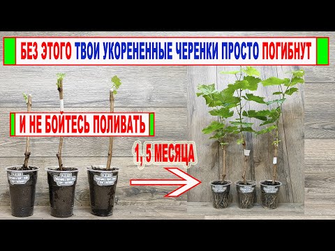 Видео: 🍇 Как нужно ПЕРЕСАЖИВАТЬ УКОРЕНЕННЫЕ ЧЕРЕНКИ ВИНОГРАДА в грунт чтобы они не погибли. Как поливать?