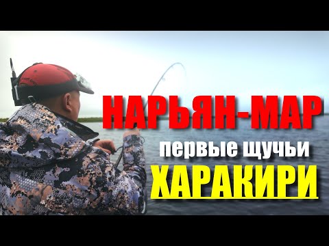 Видео: НАРЬЯН-МАР 2024. Первые ЩУЧЬИ ХАРАКИРИ