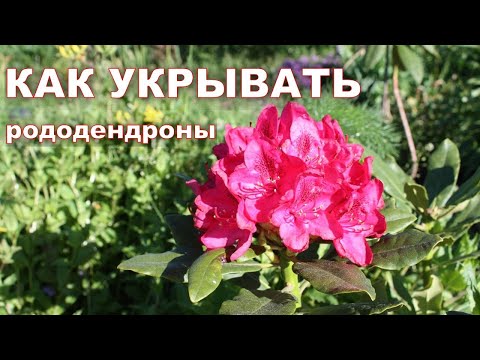 Видео: Как зимуют рододендроны