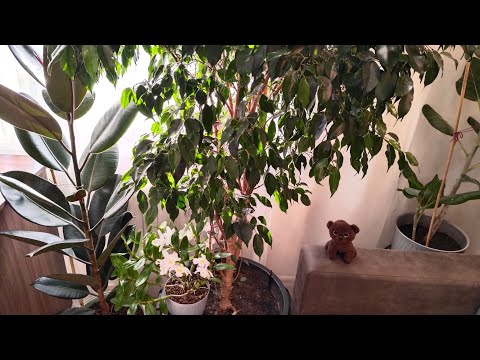 Видео: Обзор Комнатных Растений 18.09.25 🪴🌺🌹Что Нацвело и Наросло