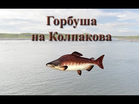 Видео: Русская Рыбалка 3.99 Горбуша на Колпакова