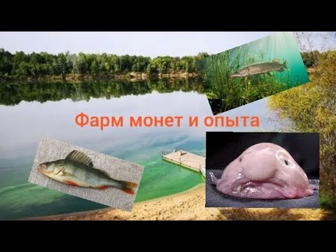 Видео: My fishing world | Рыбы на которых хороший фарм.