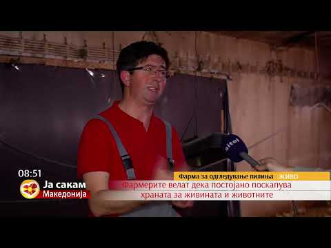 Видео: Цената на пилешкото месо допрва ќе расте, колкави се трошоците за одгледување пилиња