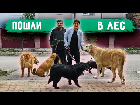 Видео: Выгуливаем ВСЕХ собак. Нашли кота в лесу. Джина сбежала. На Розу кинулся пекинес.