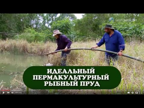 Видео: Пермакультурный рыбный пруд Джефф Лотон