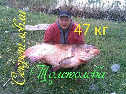 Видео: СЕКРЕТ ловли толстолоба.ПРИКОРМОЧНЫЙ технопланктон.