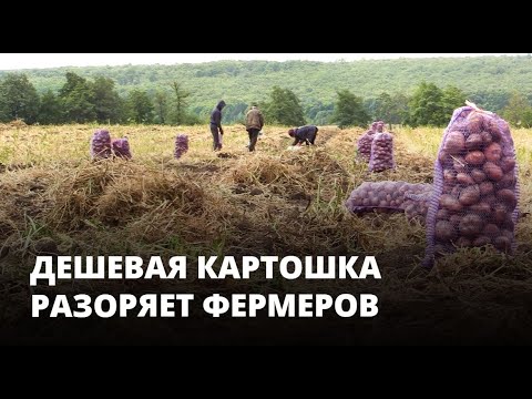 Видео: Дешевая картошка разоряет фермеров