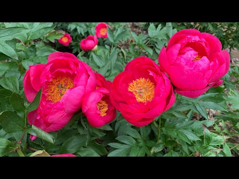 Видео: В пионовом саду 🌺🌺🌺