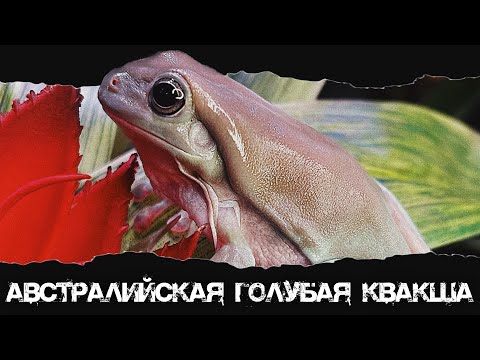 Видео: ЛЯГУШКА ДЛЯ НАЧИНАЮЩИХ - АВСТРАЛИЙСКАЯ ГОЛУБАЯ КВАКША | Содержание, уход и полезные советы