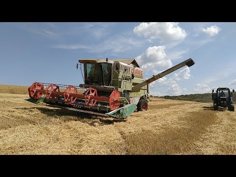 Видео: УБОРКА ПШЕНИЦЫ КОМБАЙНОМ  CLAAS MEGA 204