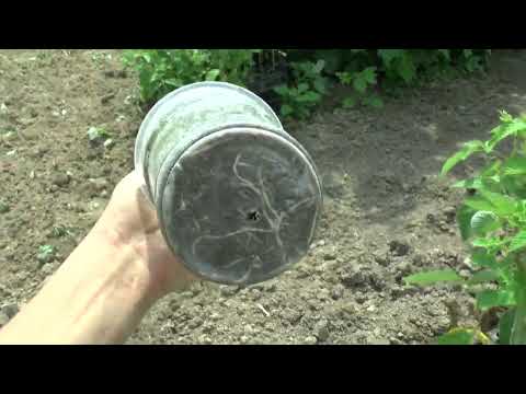 Видео: Обзор малины Полана на Июнь 2022 года