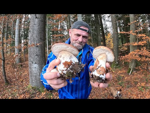 Видео: ГРИБНИЙ ЛІС!..Кінець жовтня 30.2025, а гриби ще СТОЯТЬ! Білі, чисті, мов з картинки!