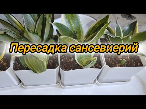 Видео: Пересадка сансевиерий во взрослые кашпо.