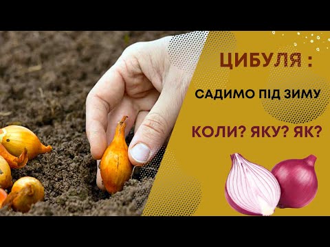 Видео: Як посадити озиму цибулю. Вибір сортів, їх особливості (+узагальнююча таблиця)