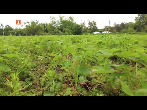 Видео: Три истории от Калофер, Елена и Съединение, Бразди – 28.06.2025