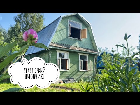 Видео: Купили заброшенную дачу #6 СПИЛИВАЕМ ВЕТКИ 🪚  ИЗБАВЛЯЕМСЯ от МУРАВЬЕВ НА УЧАСТКЕ 🐜