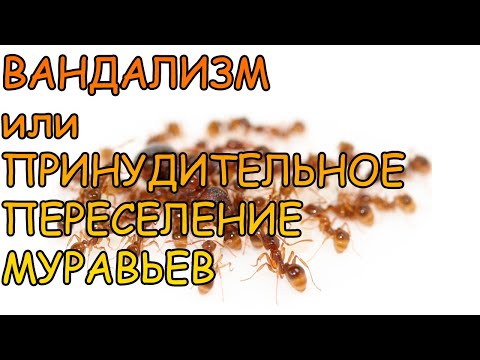 Видео: Aphaenogaster Subterranea. ВАНДАЛИЗМ ИЛИ ПРИНУДИТЕЛЬНОЕ ПЕРЕСЕЛЕНИЕ МУРАВЬЕВ В НОВЫЙ ФОРМИКАРИЙ.